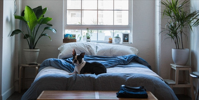 french bulldog laying on a bed