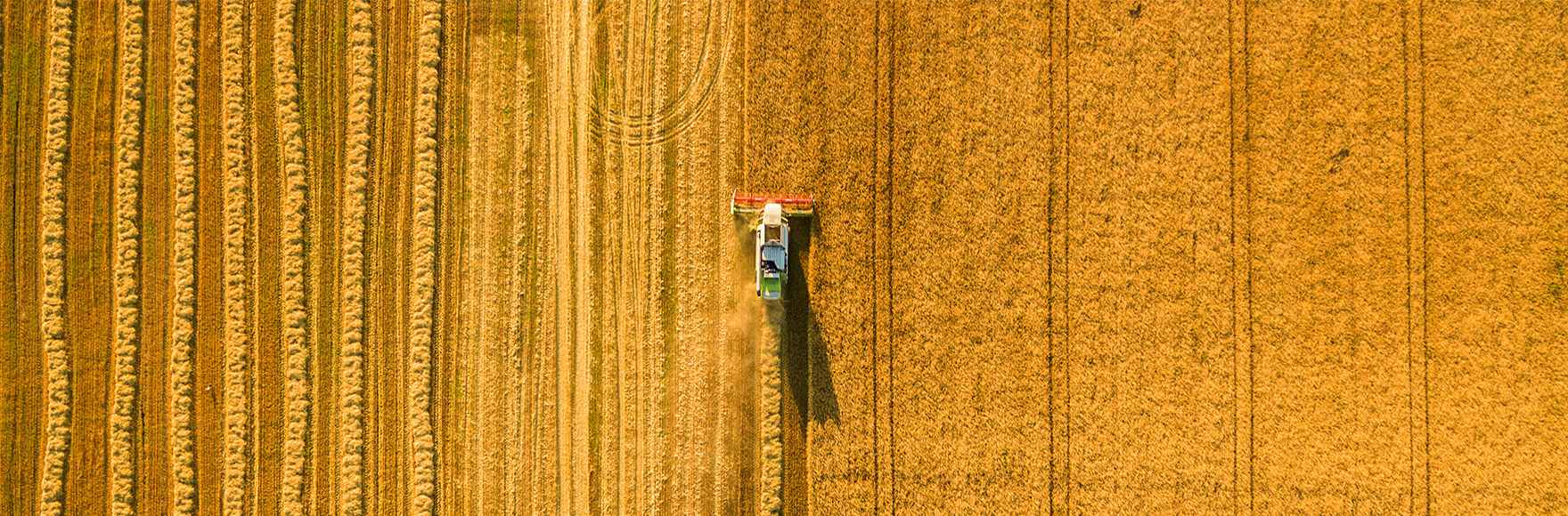 sky view of a combine harvesting wheat